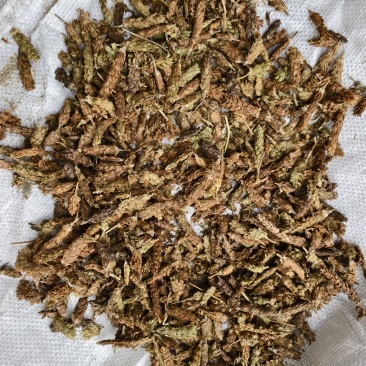 夏枯球半枝莲车前草仙鹤草石见穿鹅不食草白花