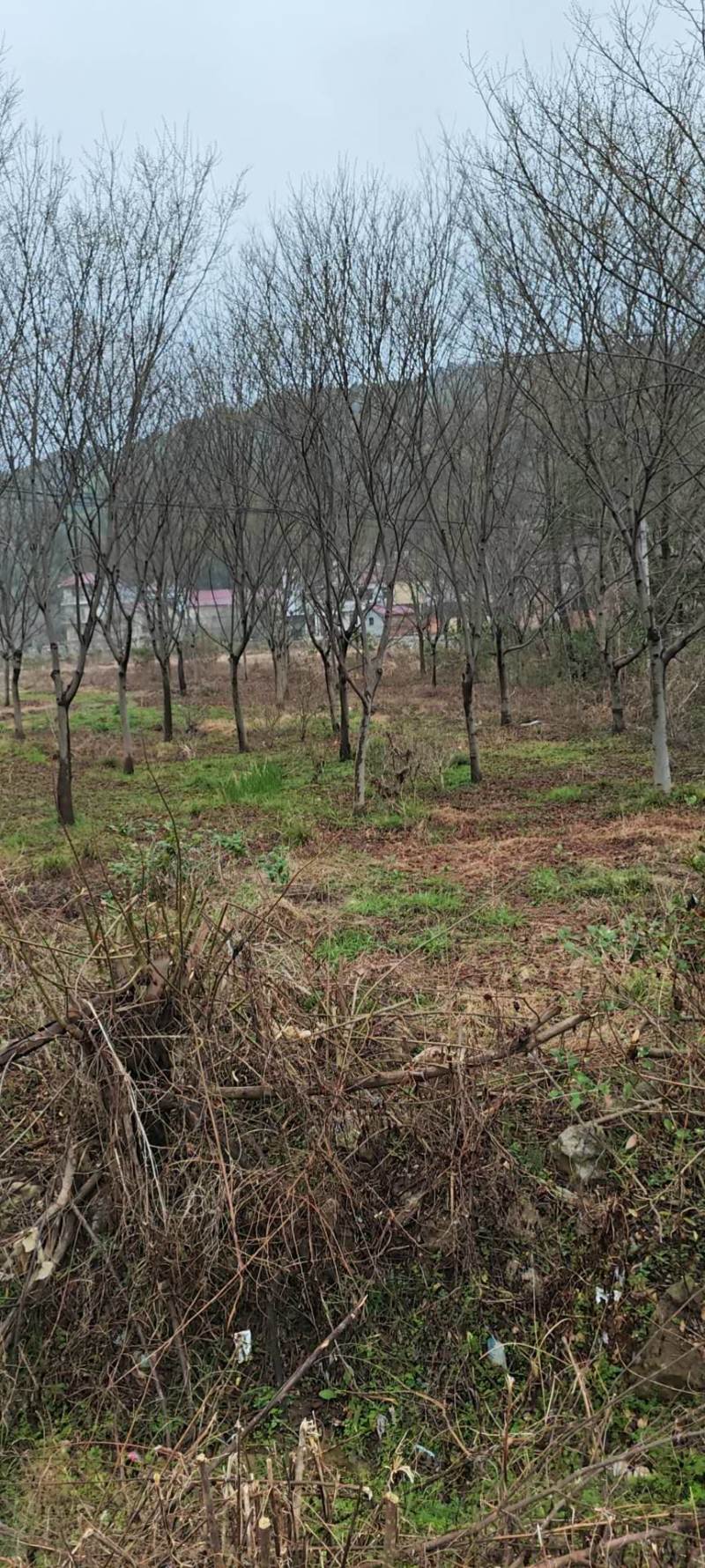 朴树苗苗木种苗日本厚朴树苗基地直销保质保量支持视频看货