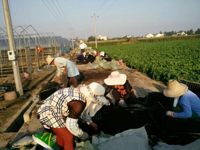 育苗基质种花营养土扦插基质货源充足量大从优欢迎选购