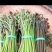 蕨菜干