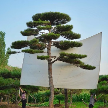 造型松，迎客松，造型黑松，景观松，绿化用松树房地产绿化松