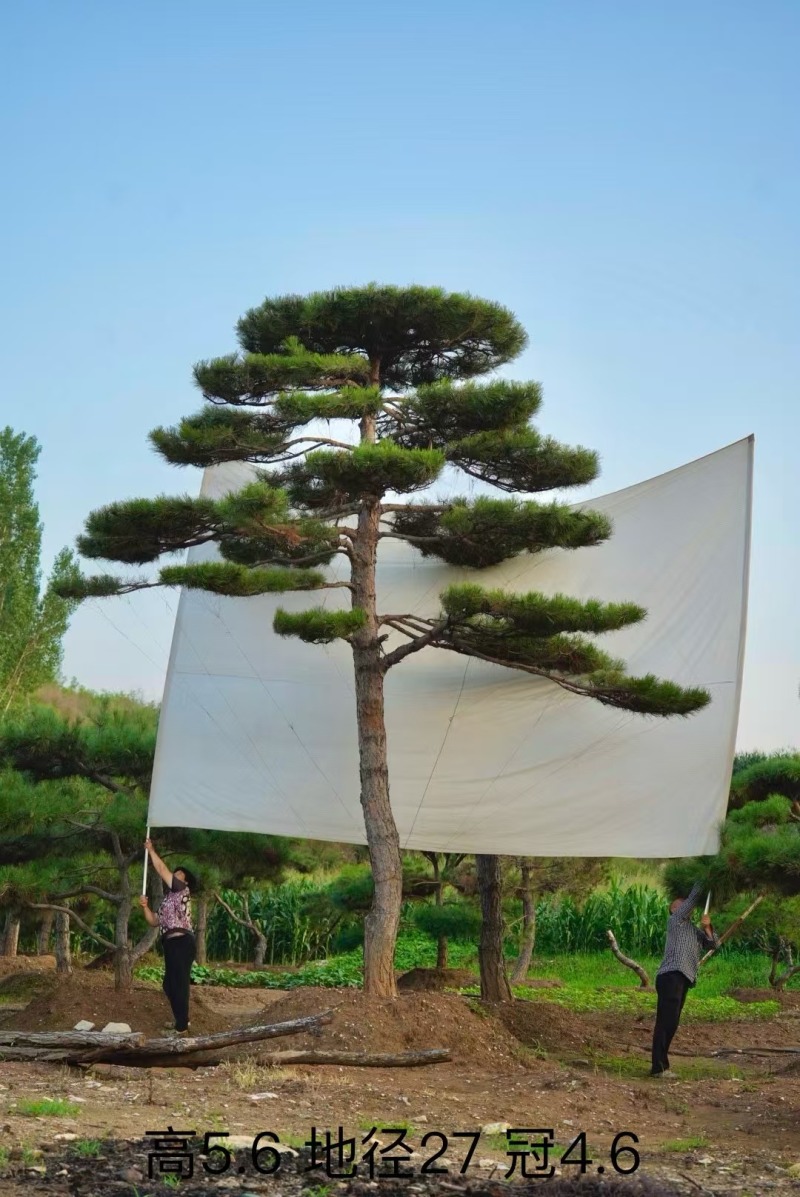 造型松，迎客松，造型黑松，景观松，绿化用松树房地产绿化松
