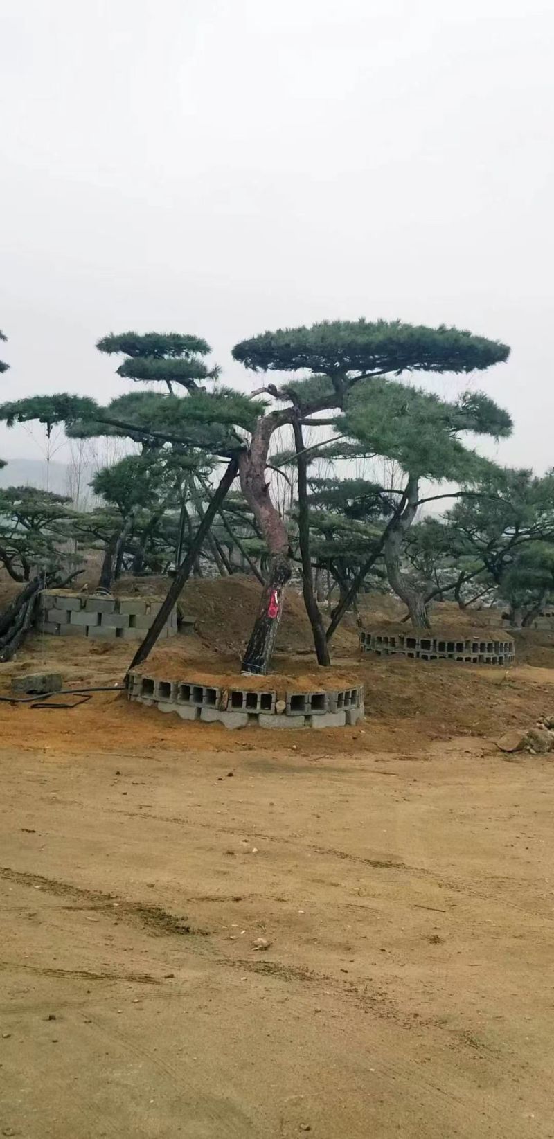 造型松，迎客松，造型黑松，景观松，绿化用松树房地产绿化松
