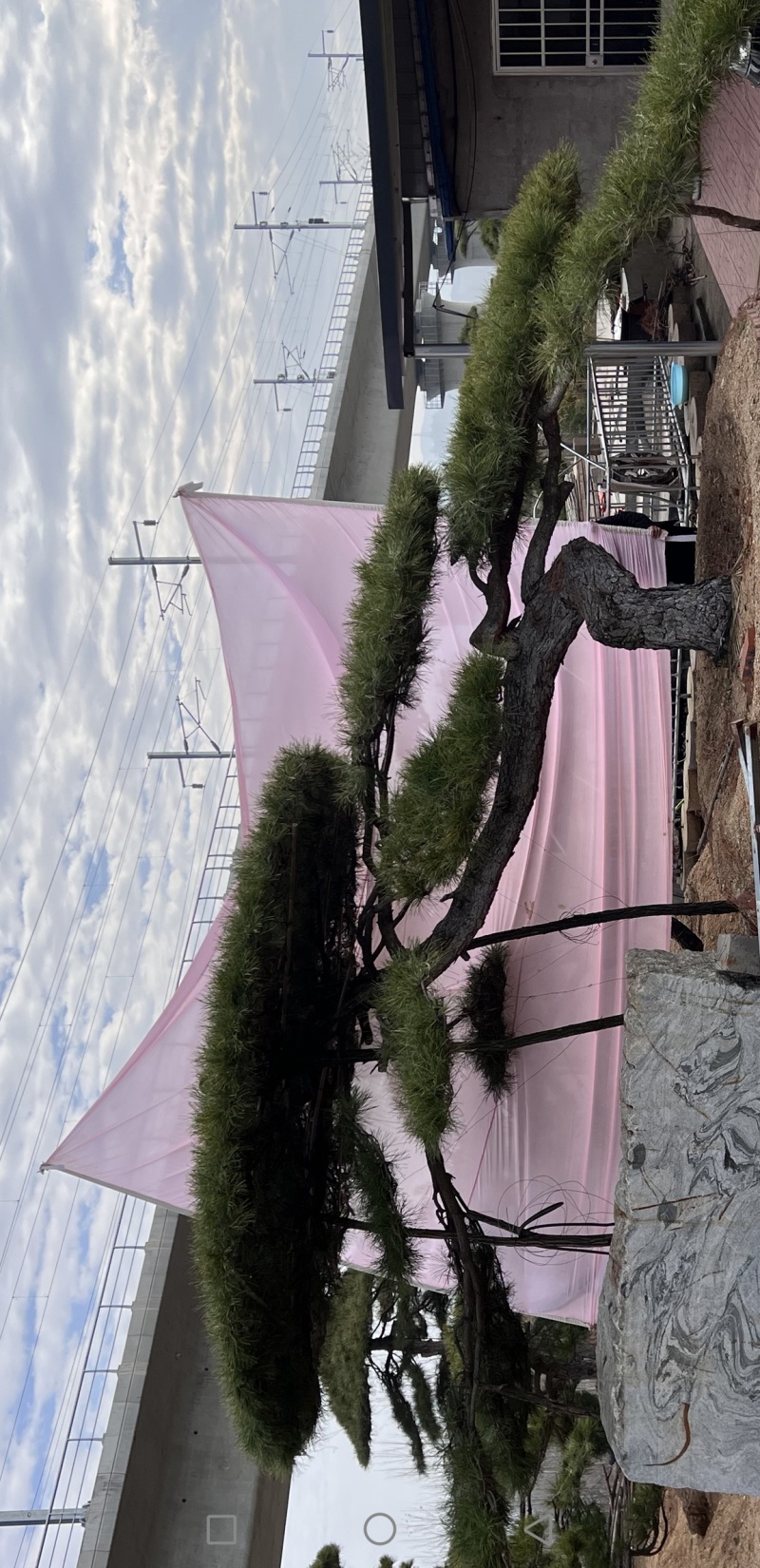 造型松，迎客松，造型黑松，景观松，绿化用松树房地产绿化松
