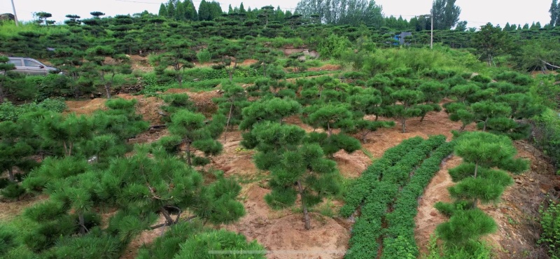 造型松，迎客松，造型黑松，景观松，绿化用松树房地产绿化松