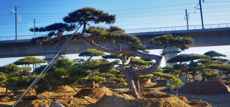 造型松，迎客松，造型黑松，景观松，绿化用松树房地产绿化松