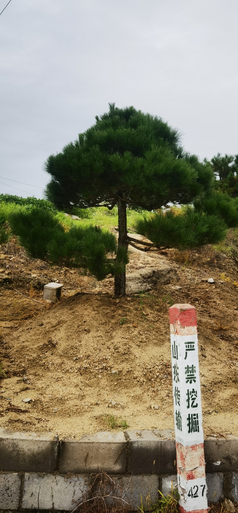 造型松，迎客松，造型黑松，景观松，绿化用松树房地产绿化松