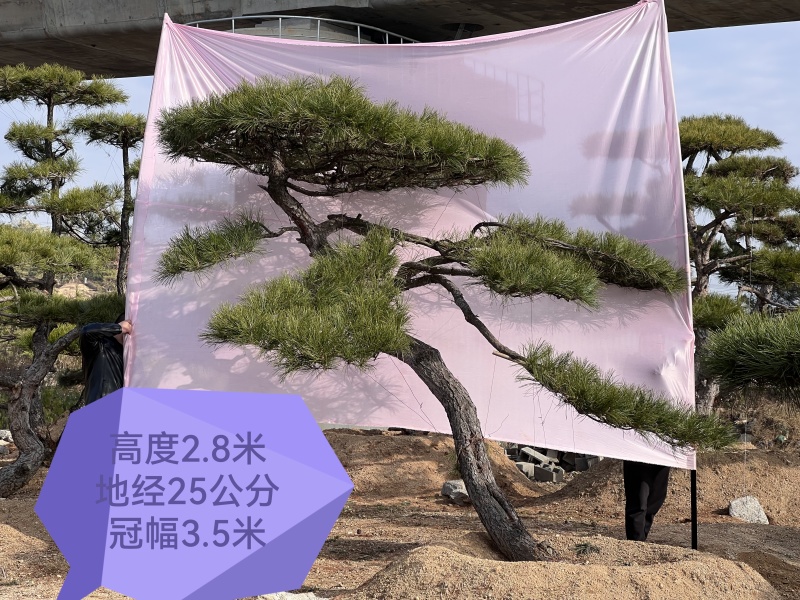 造型松，迎客松，造型黑松，景观松，绿化用松树房地产绿化松