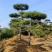造型松，迎客松，造型黑松，景观松，绿化用松树房地产绿化松