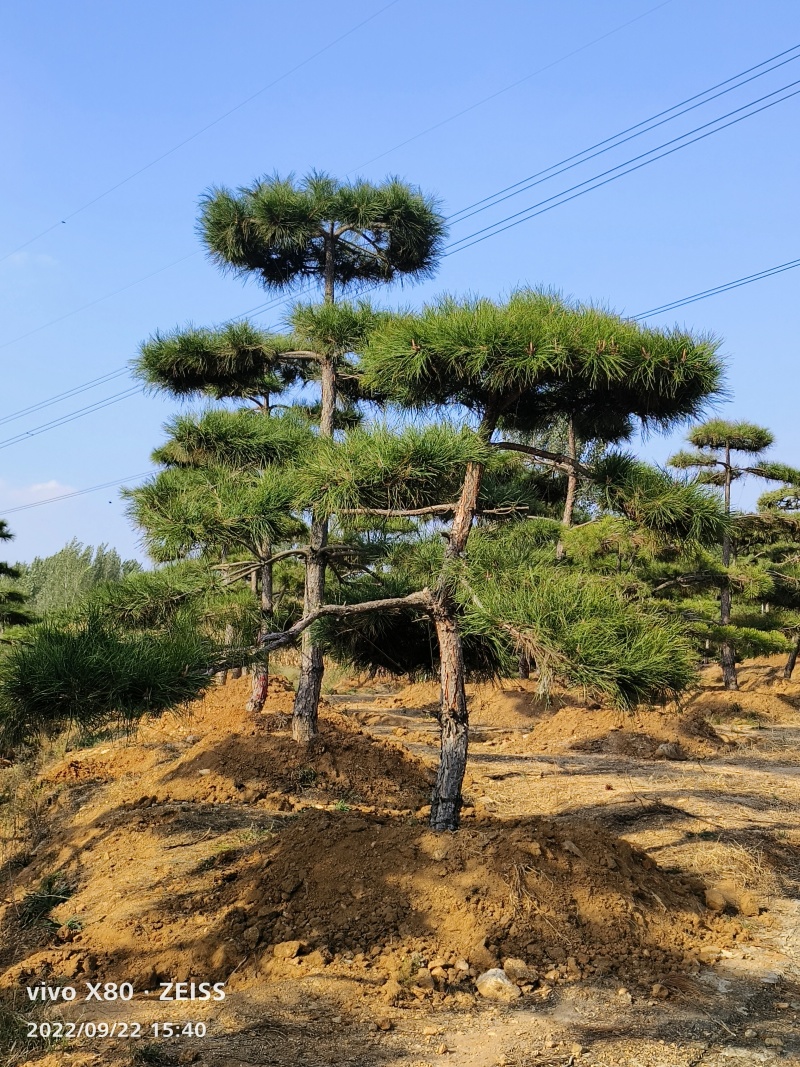 造型松，迎客松，造型黑松，景观松，绿化用松树房地产绿化松
