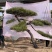 造型松，迎客松，造型黑松，景观松，绿化用松树房地产绿化松