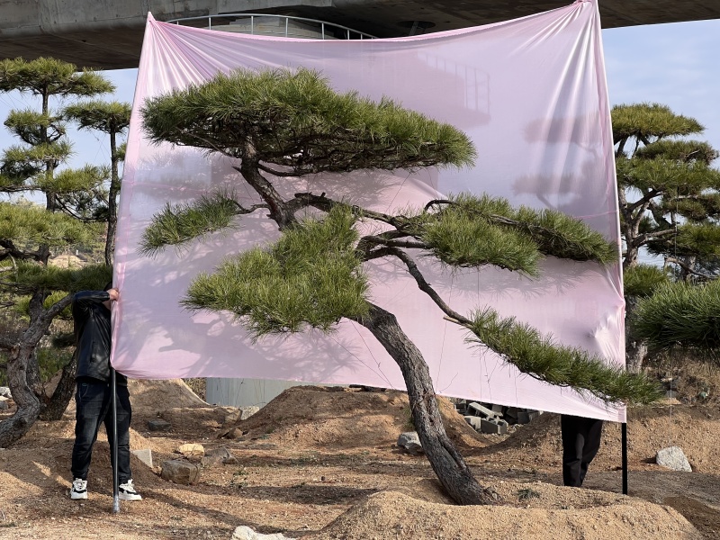 造型松，迎客松，造型黑松，景观松，绿化用松树房地产绿化松
