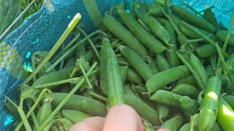 云南甜脆水果豌豆，各种等级都有，量大。