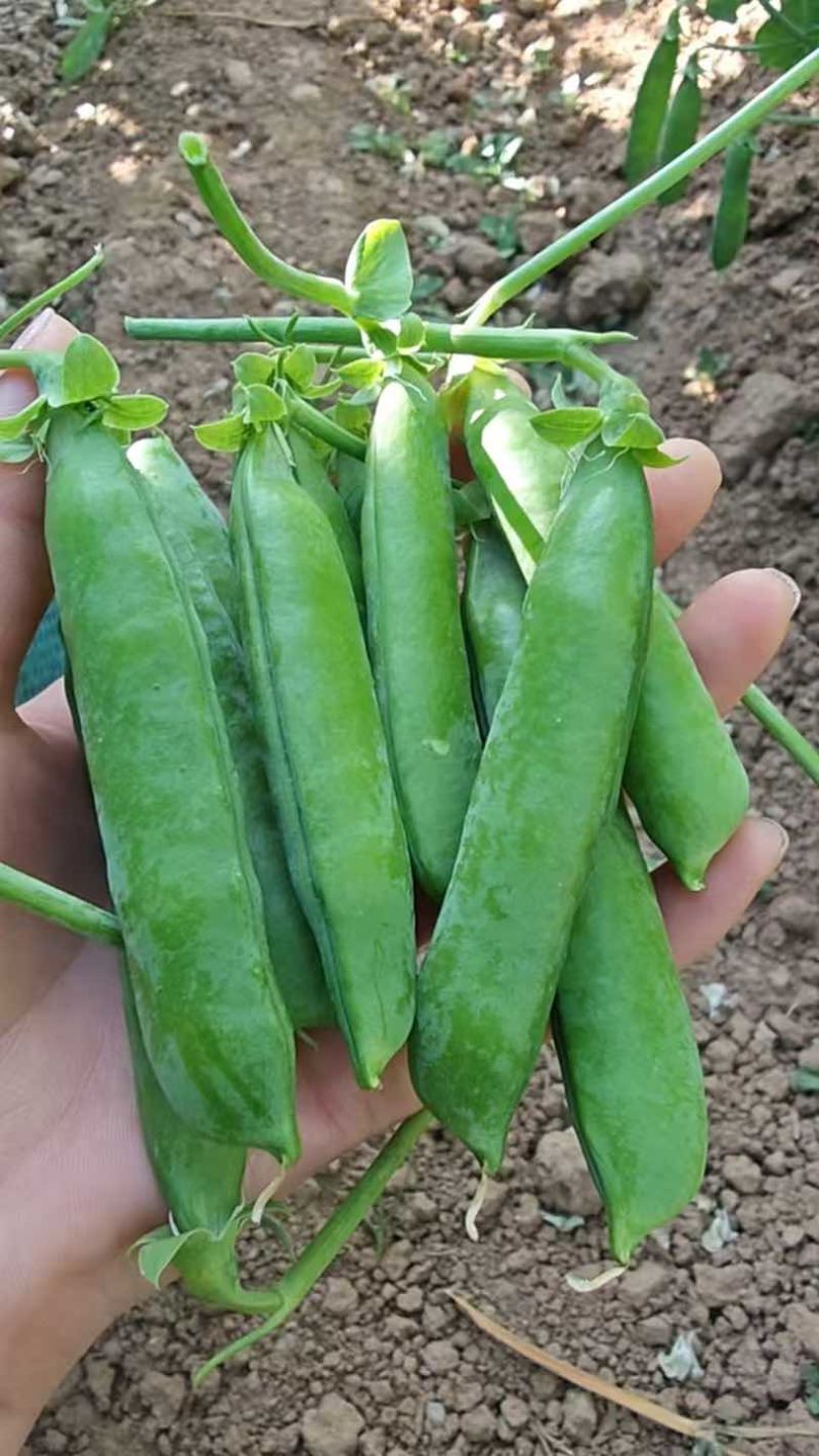 云南甜脆水果豌豆，各种等级都有，量大。