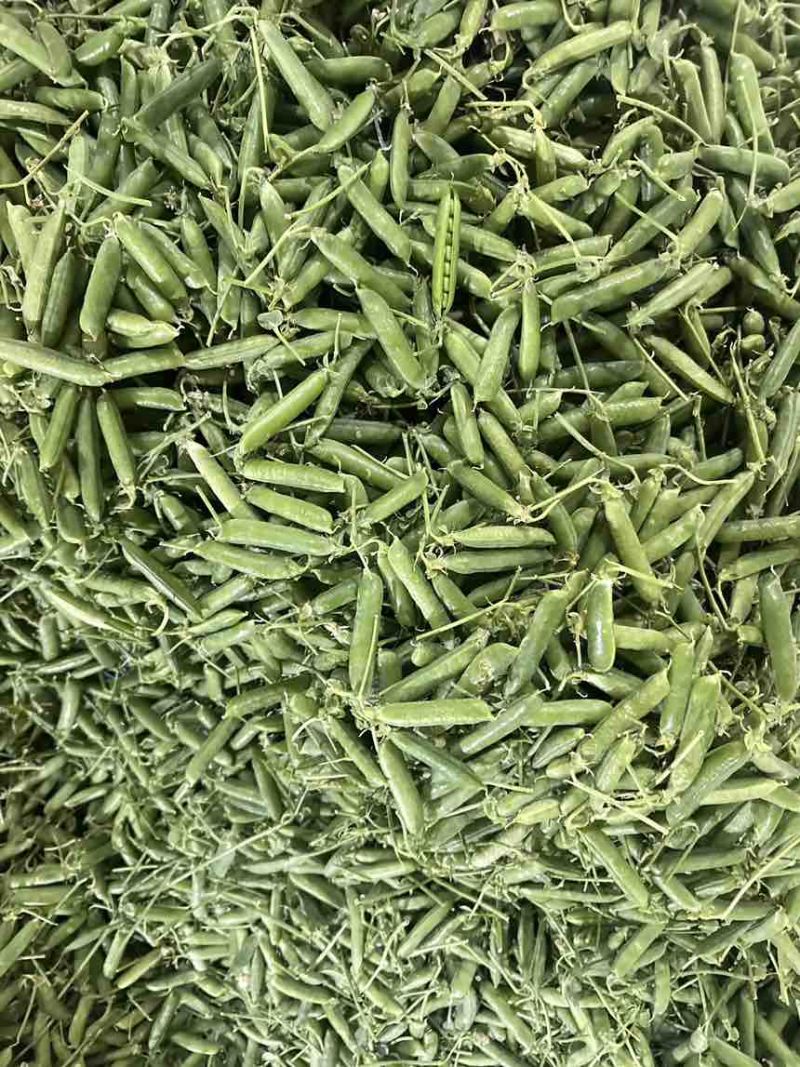 云南甜脆水果豌豆，各种等级都有，量大。