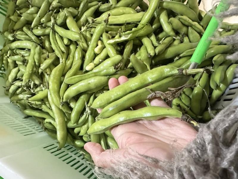 大量蚕豆上市，各种品级都有。