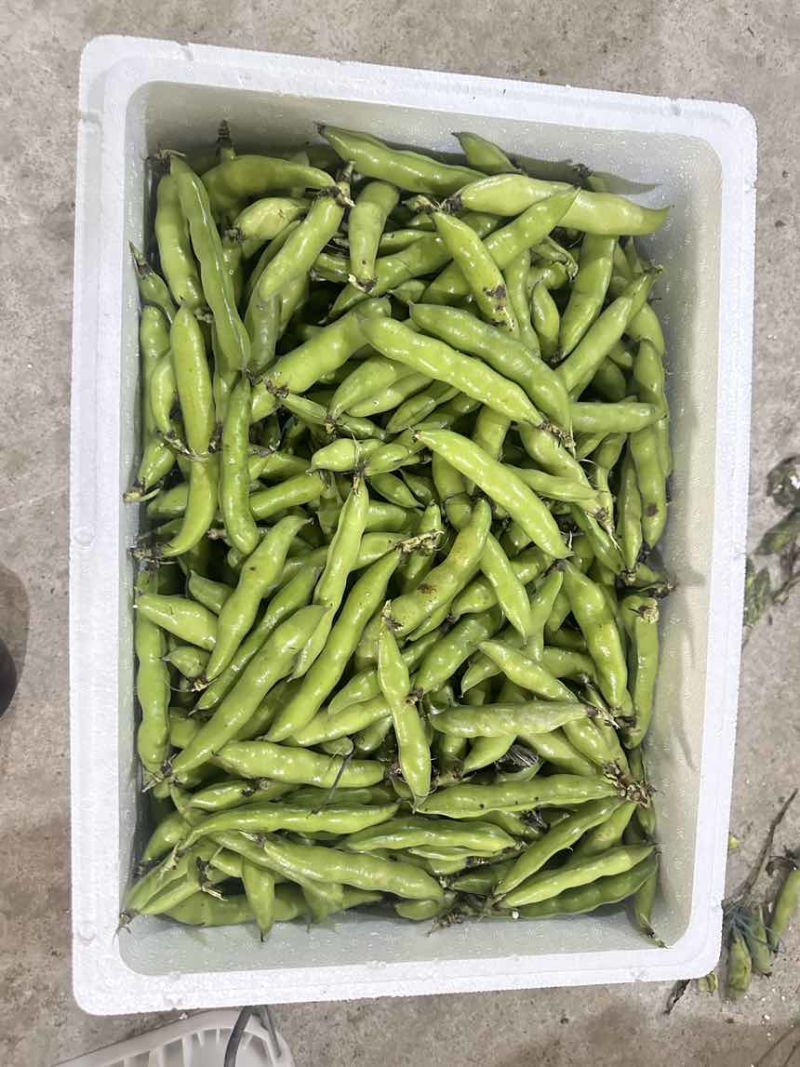 大量蚕豆上市，各种品级都有。
