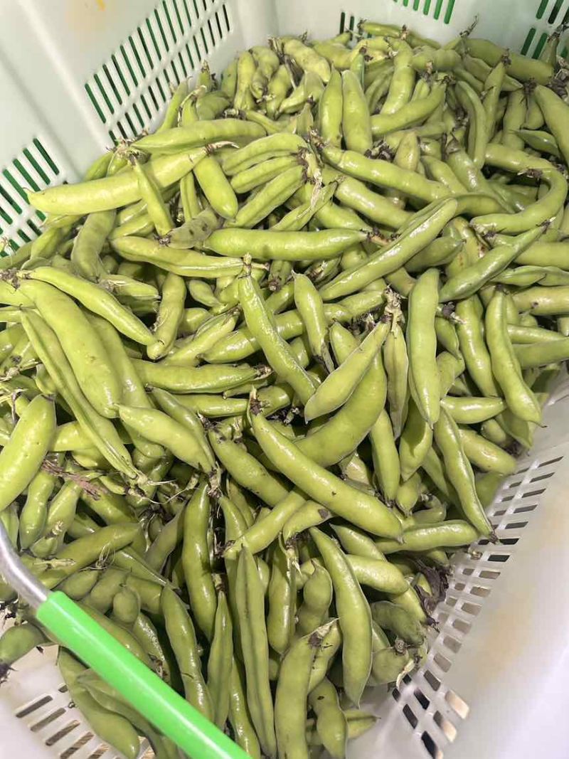 大量蚕豆上市，各种品级都有。