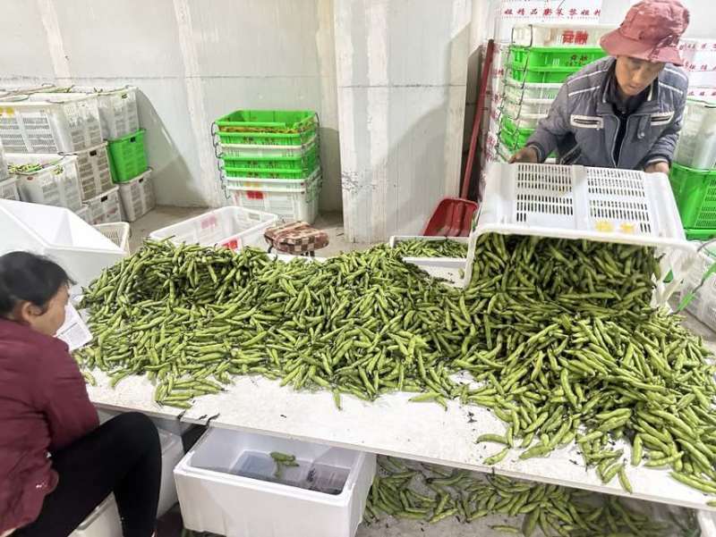 大量蚕豆上市，各种品级都有。