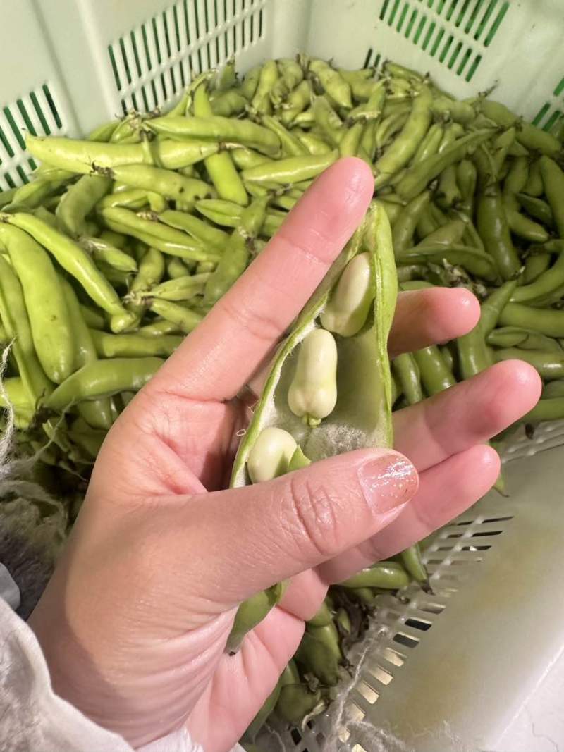 大量蚕豆上市，各种品级都有。