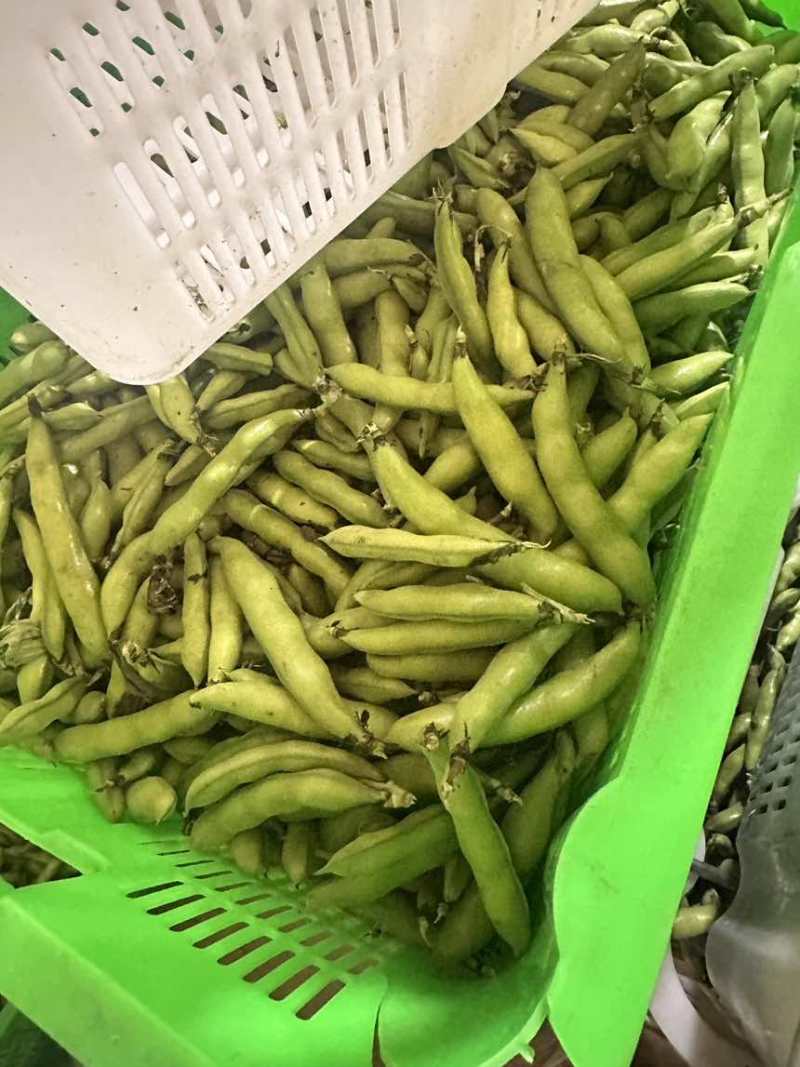 大量蚕豆上市，各种品级都有。