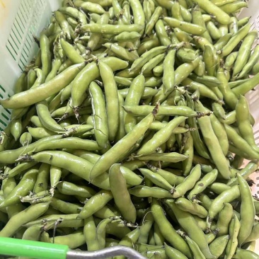 大量蚕豆上市，各种品级都有。