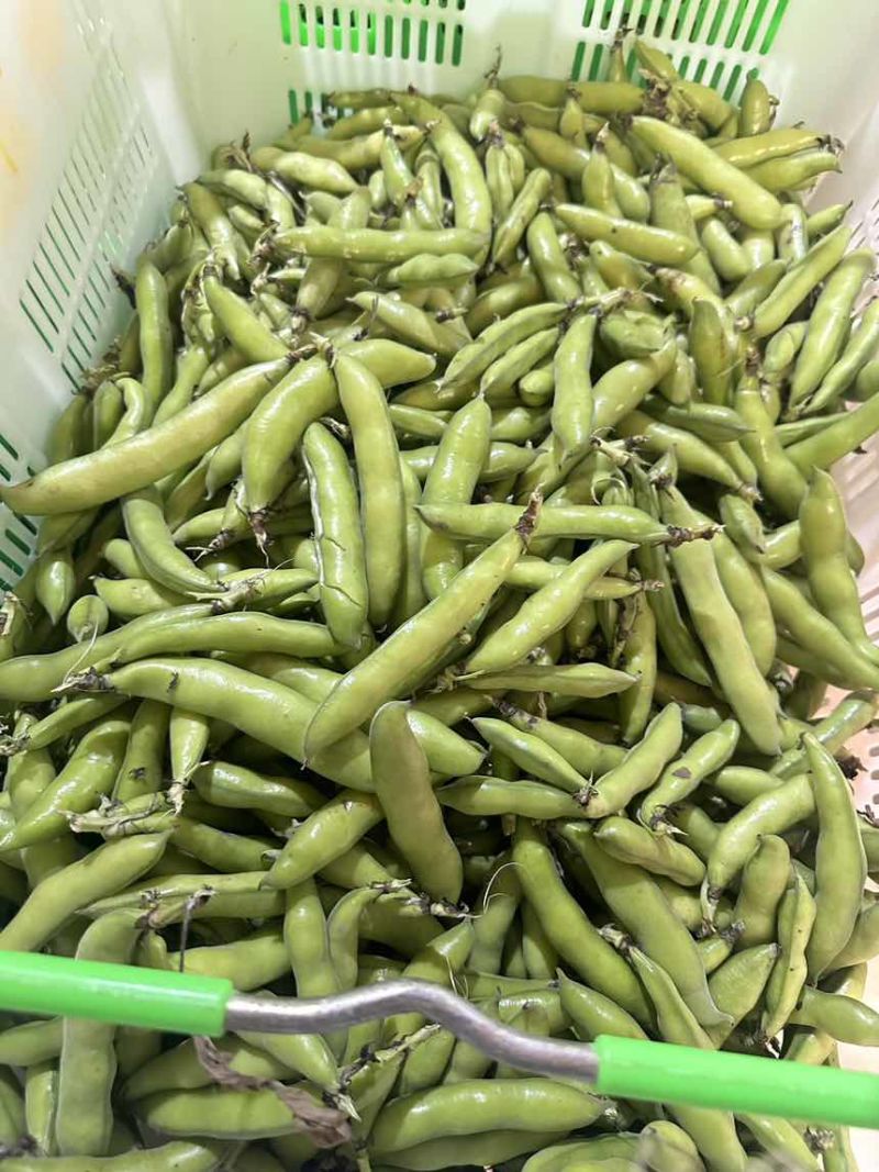 大量蚕豆上市，各种品级都有。