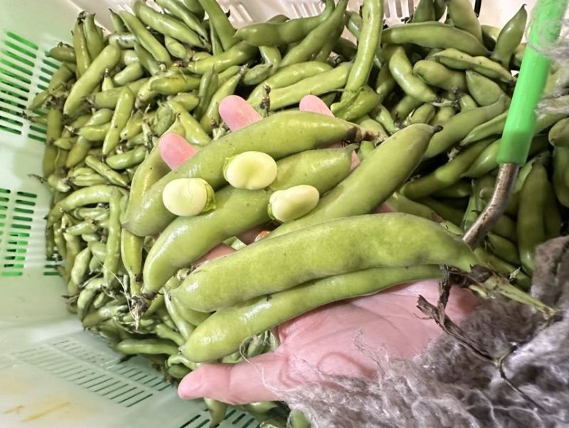 大量蚕豆上市，各种品级都有。