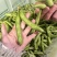 大量蚕豆上市，各种品级都有。