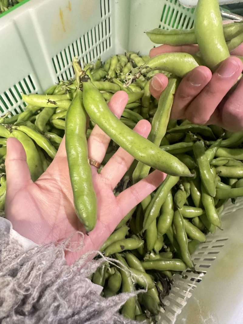 大量蚕豆上市，各种品级都有。