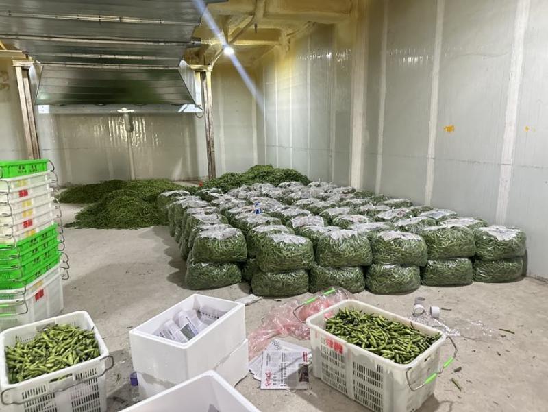 大量蚕豆上市，各种品级都有。