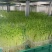 豌豆苗