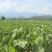 四川香芋，粉糯香甜！现批量直供，个大饱满，品质上乘！
