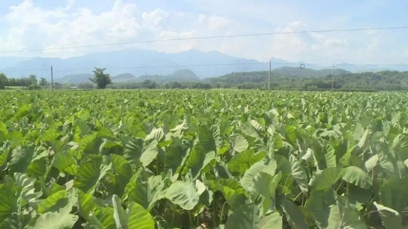 四川香芋，粉糯香甜！现批量直供，个大饱满，品质上乘！