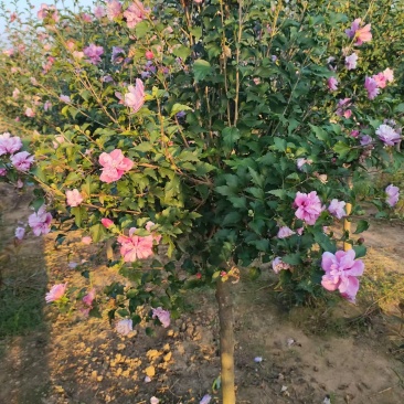 复花重瓣木槿