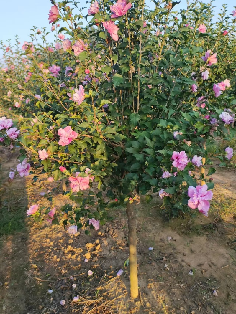 复花重瓣木槿