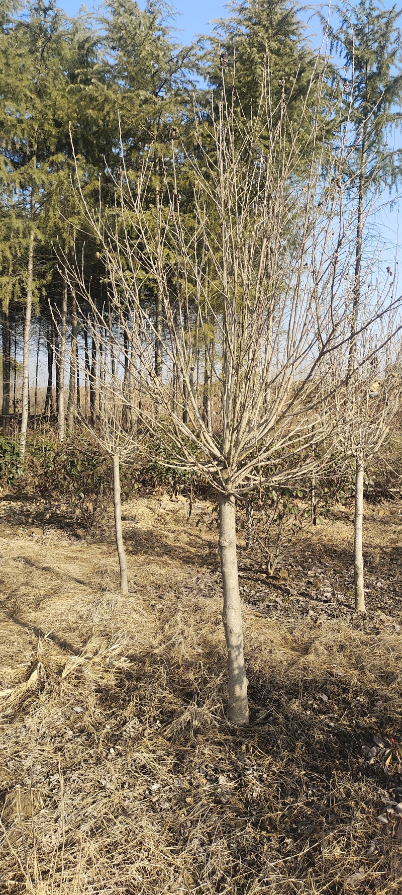 复花重瓣木槿