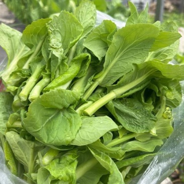 菜苔