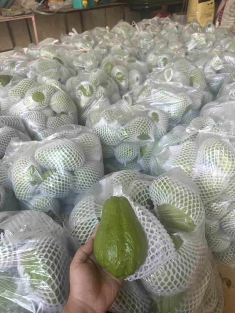 佛手瓜