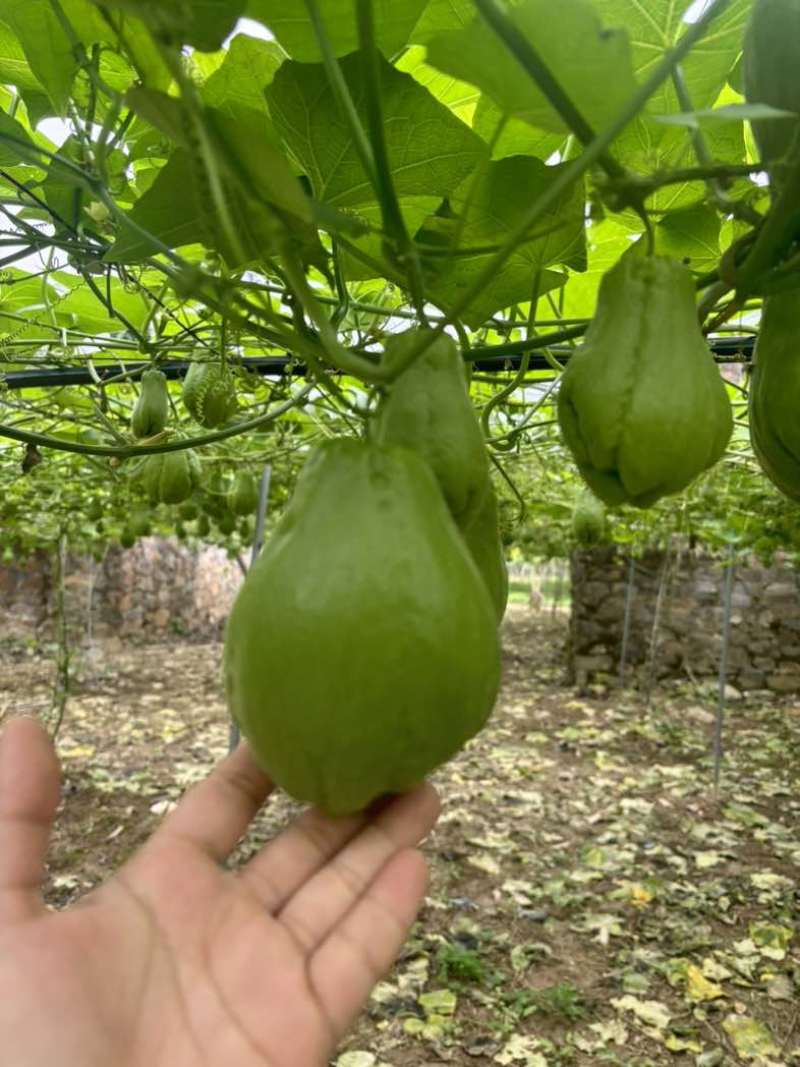 佛手瓜