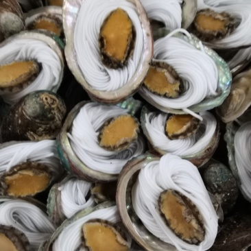 粉丝鲍鱼