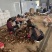 现挖现卖新鲜黄泥清甜雷竹笋