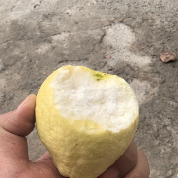 广东番石榴