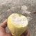 广东番石榴