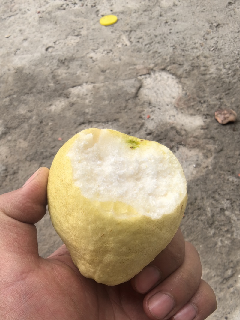 广东番石榴