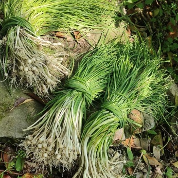 新鲜现挖河南本地野生小蒜野葱