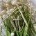新鲜现挖河南本地野生小蒜野葱