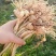 新鲜现挖河南本地野生小蒜野葱