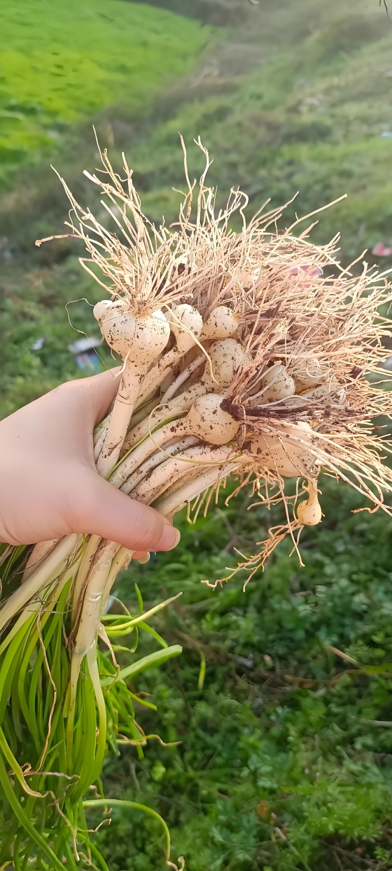 新鲜现挖河南本地野生小蒜野葱