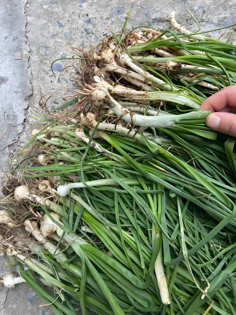 新鲜现挖河南本地野生小蒜野葱